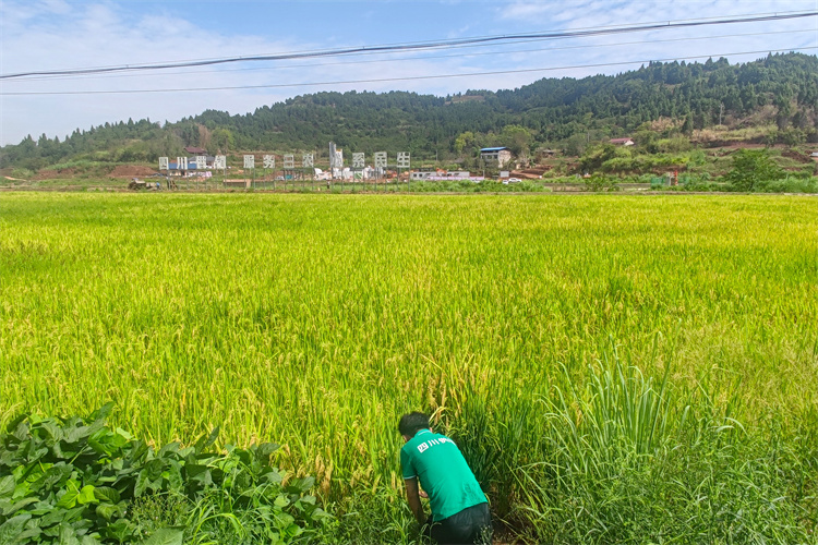 1662370757893700.jpg 仁寿5.jpg