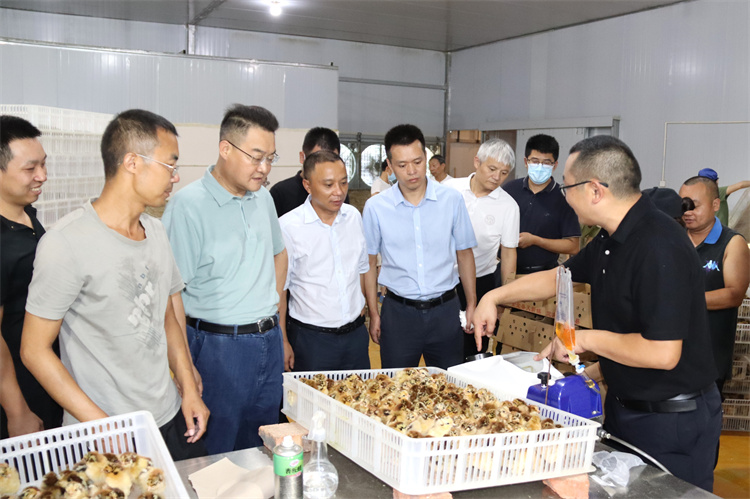 邓华带队到金堂、德阳、绵阳等地考察禽业发展有关事宜